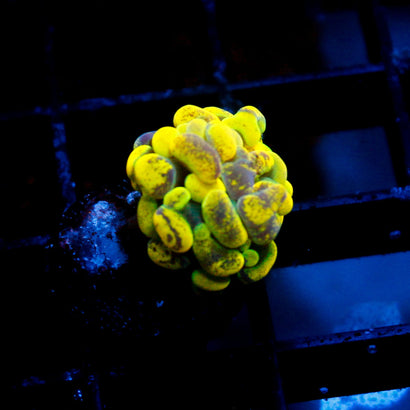 JC Yellow Splatter Hammer