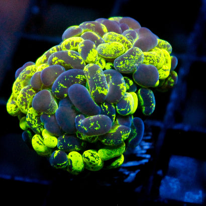 JC Ultra Splatter Hammer