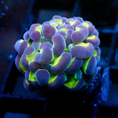 JC Ultra Hologram Hammer