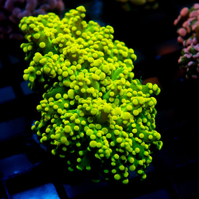 JC Neon Green Octo