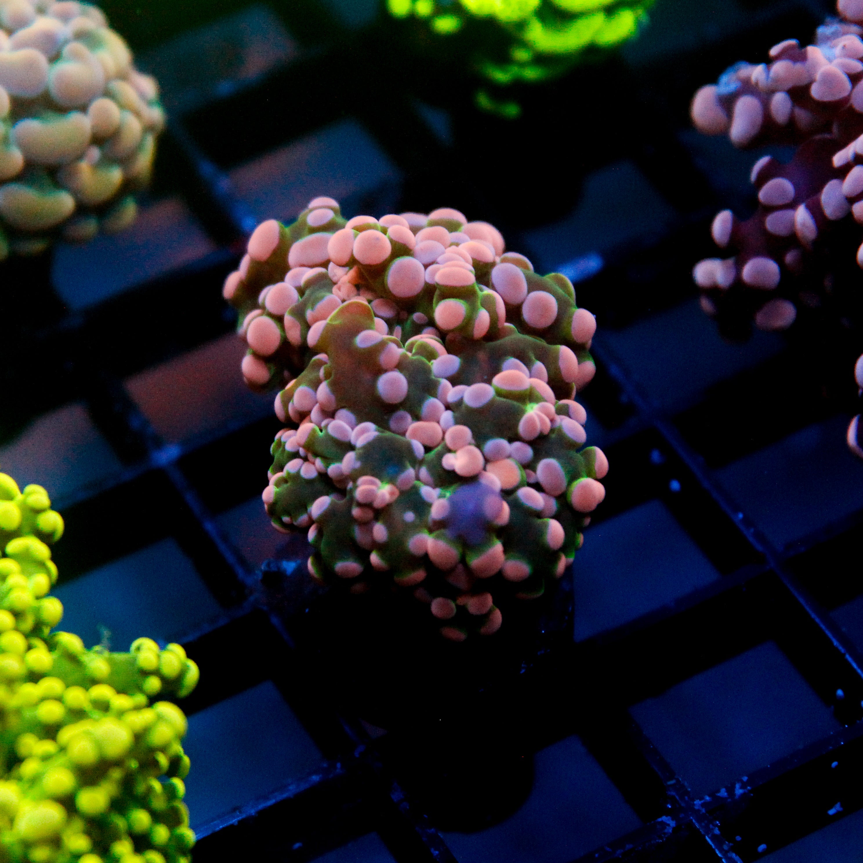 JC Pink Tip Octo