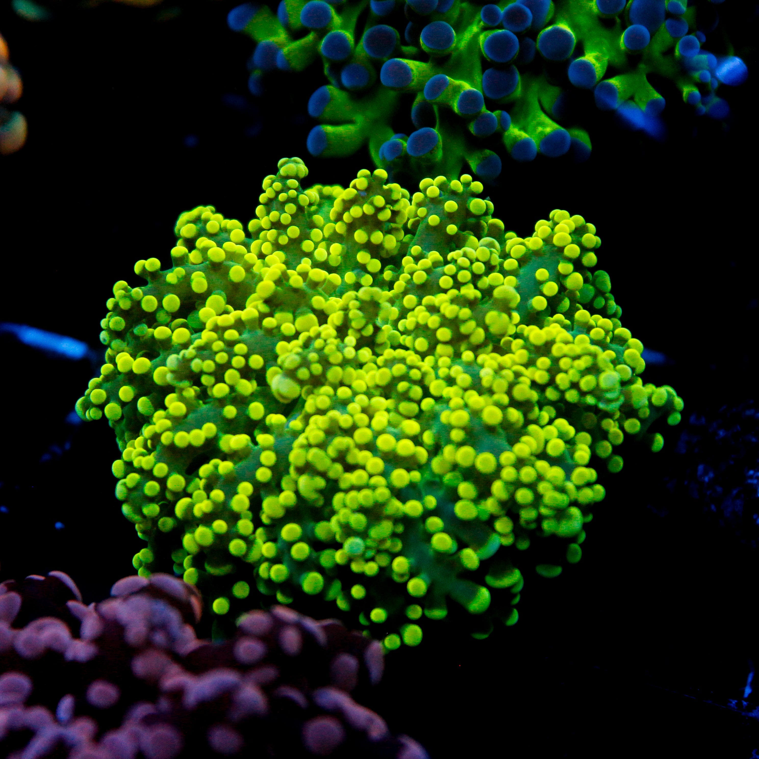 JC Thick Tentacle Octo
