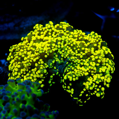 JC Neon Yellow Octo