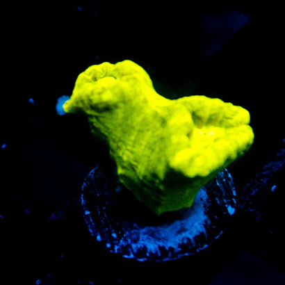 Neon Green Candy Cane