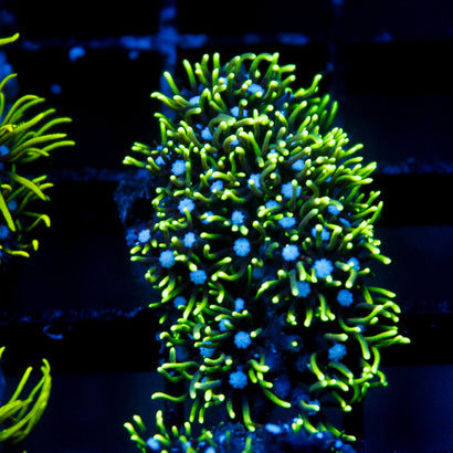 JC Star Polyps