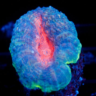 JC Blue Agave Lobophyllia