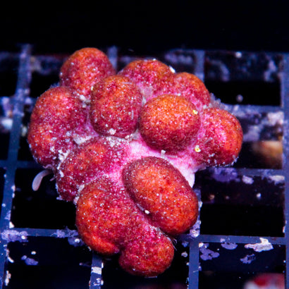 JC Puppy Paw Coral