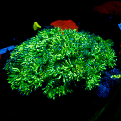 JC Show Elegance Colony