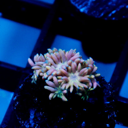 JC Rainbow Pearl