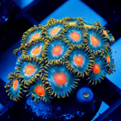 JC Alien Blood Zoa Mini Colony