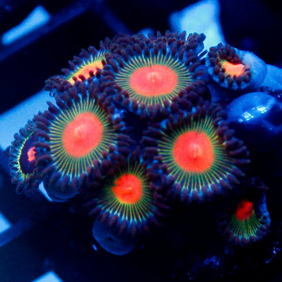 JC Alien Blood Zoa Mini Colony