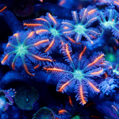 JC Orange Clove Polyp
