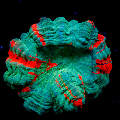 JC Warpaint Acanthophyllia