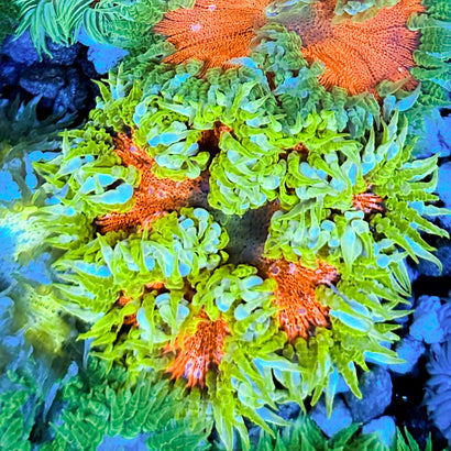 JC Ultra Rock Flower Anemone