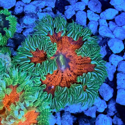 JC Ultra Rock Flower Anemone