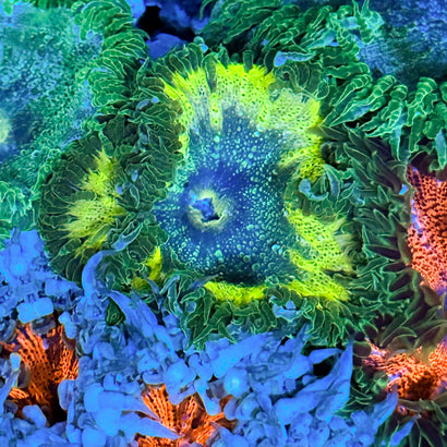 JC Ultra Rock Flower Anemone