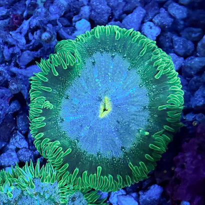 JC Ultra Rock Flower Anemone
