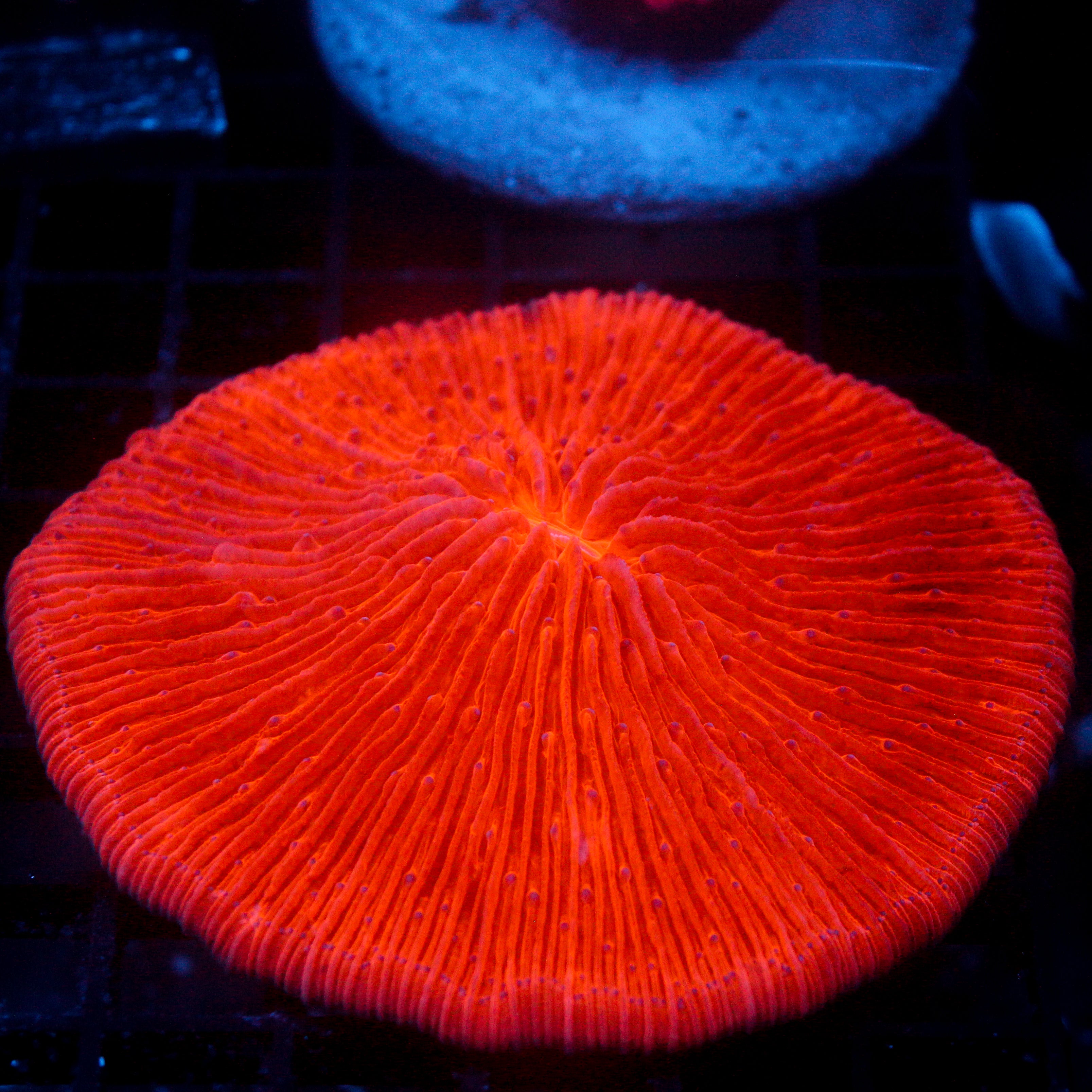 JC Highlighter Plate 4.5"+