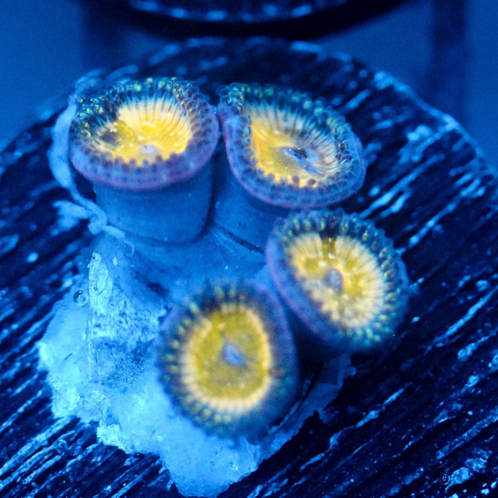 TSA Frozen Apples Zoanthid