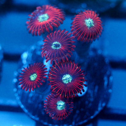 JC Magician's Zoanthid