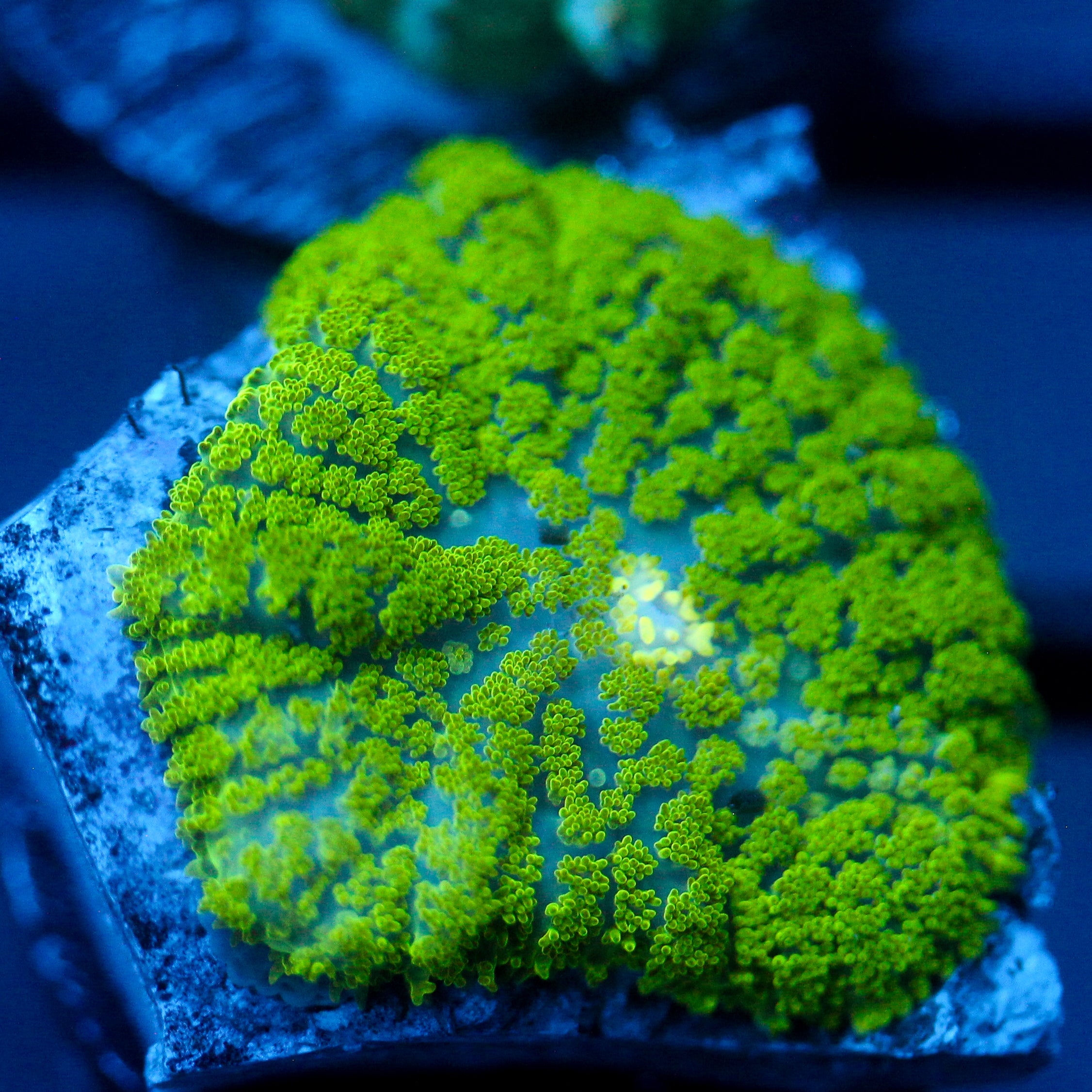 JC Neon Green Rhodactis