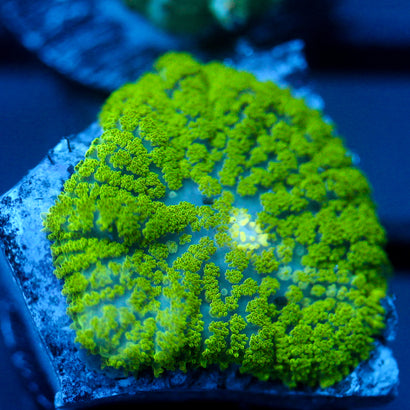 JC Neon Green Rhodactis