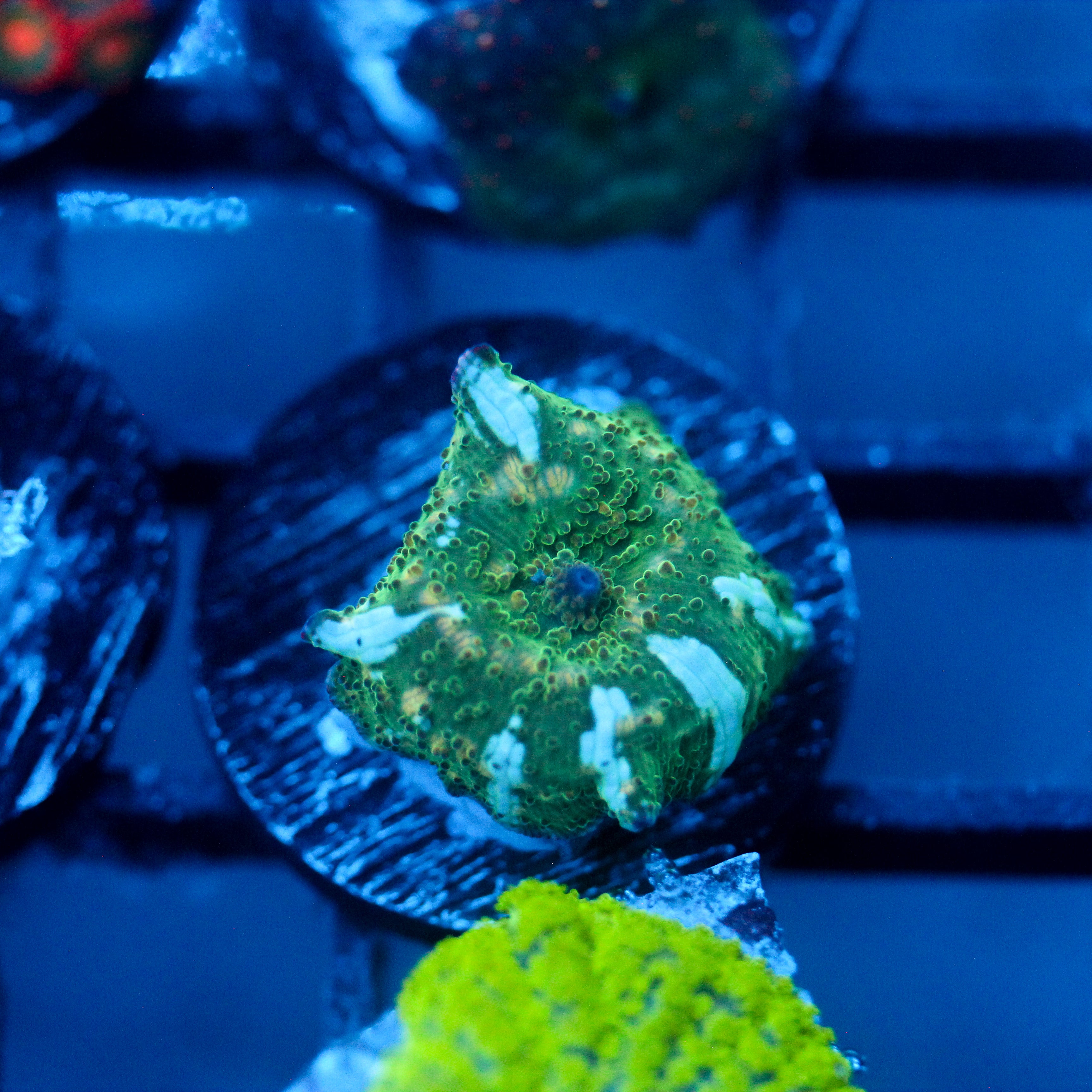 JC Blue Streak Watermelon Rind Discosoma