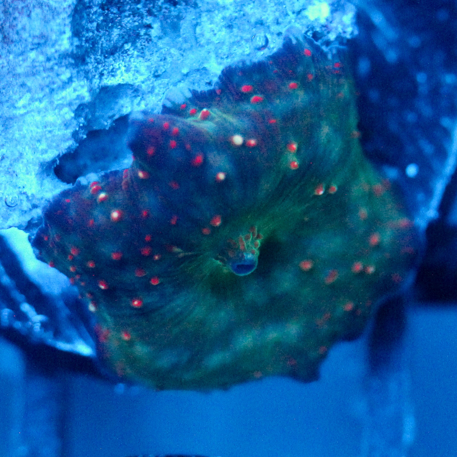 JC Dark Side Discosoma