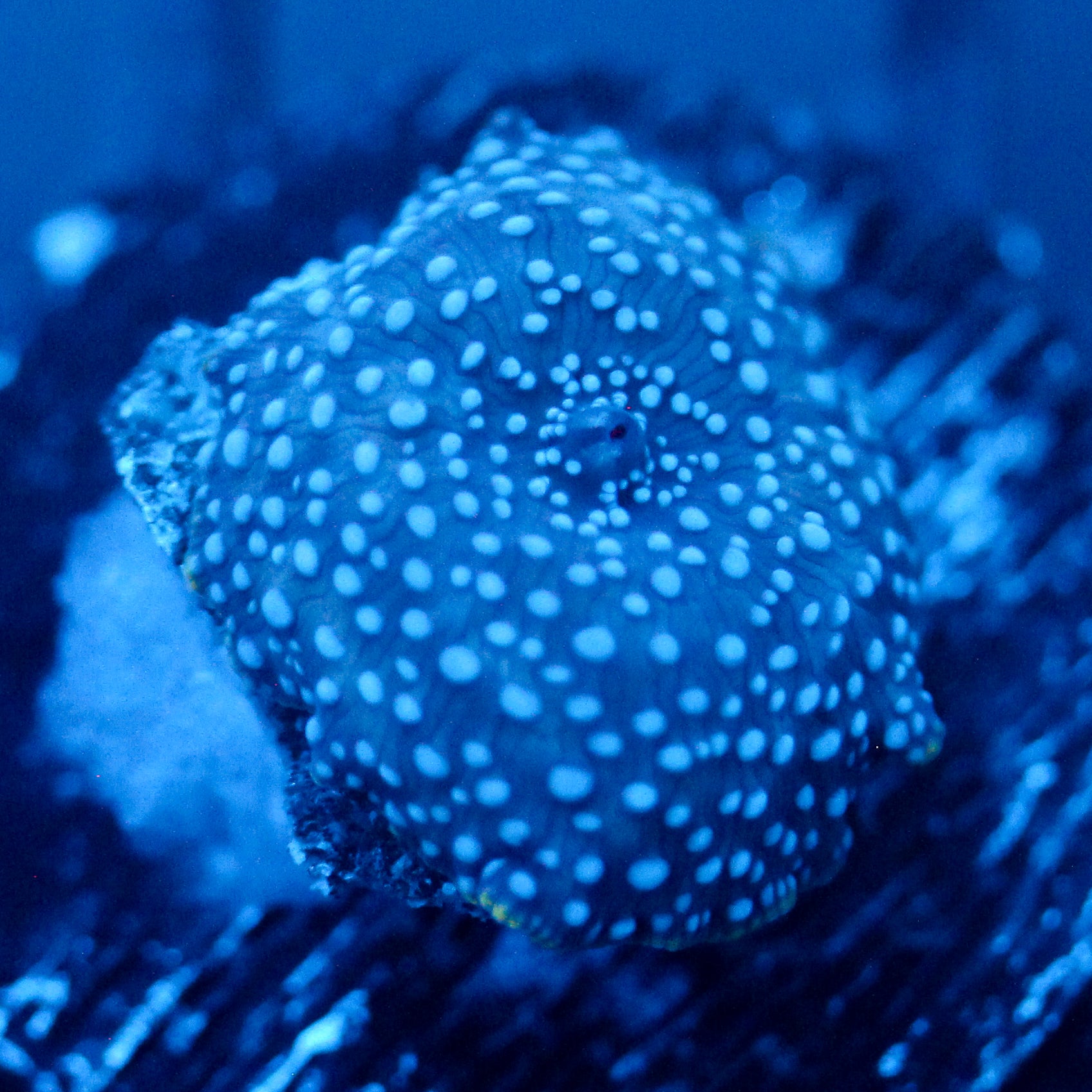 JC Blue on Blue Discosoma