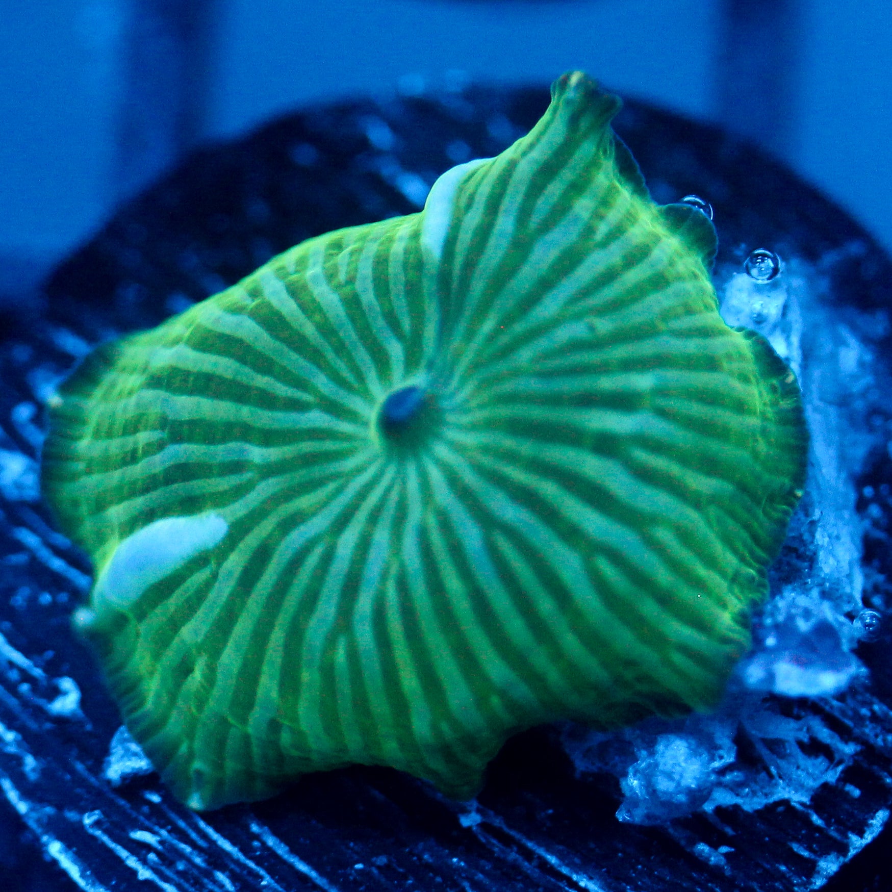 JC Watermelon Rind Discosoma