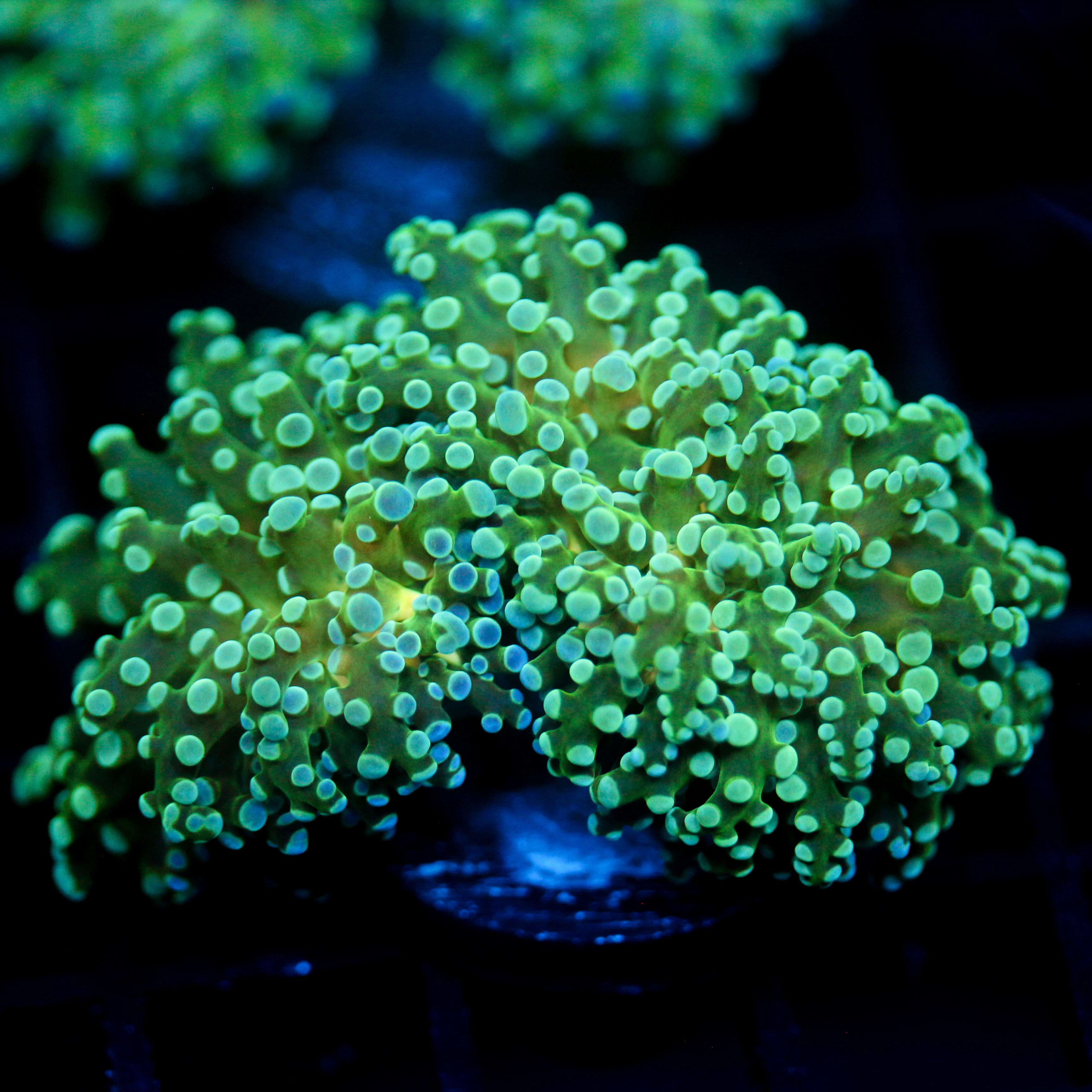 JC Underglow Octo
