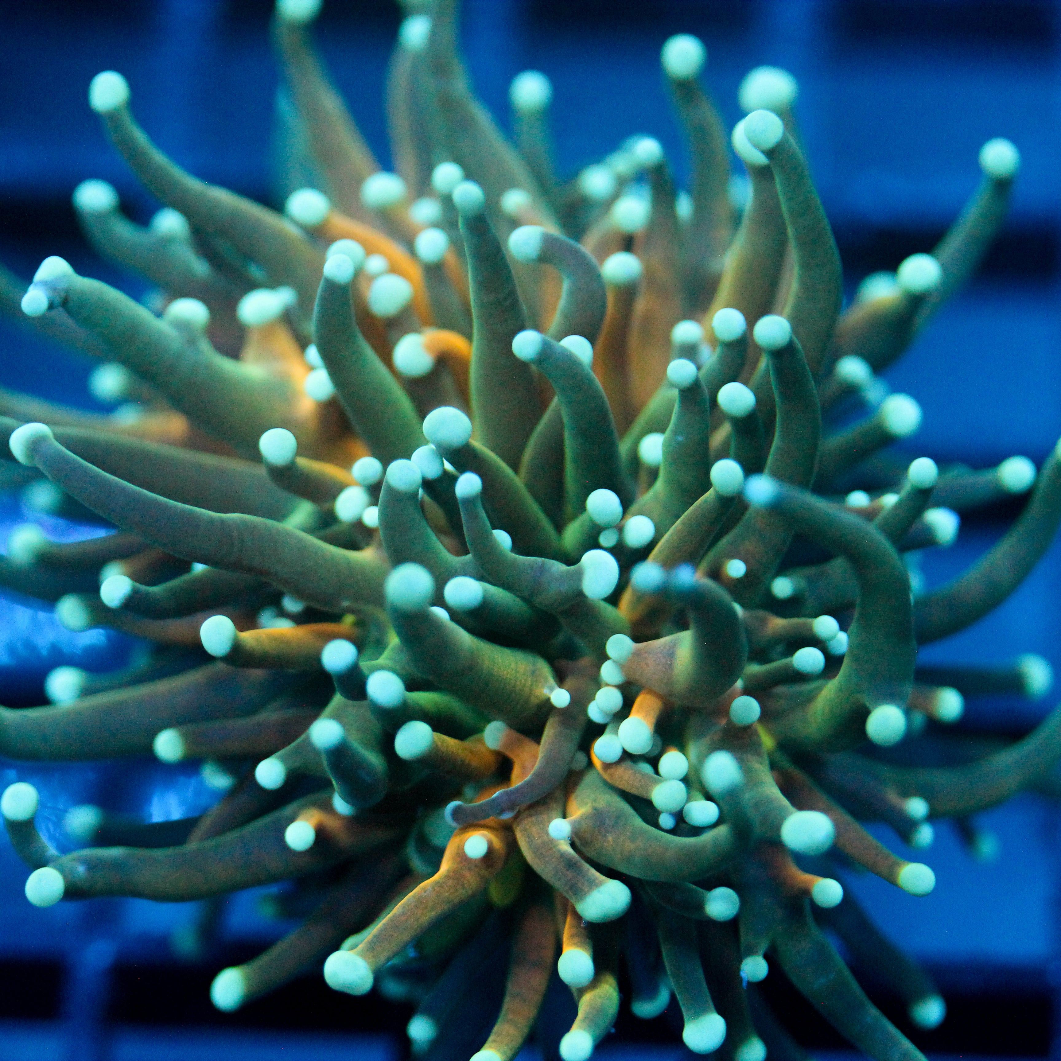 JC Sinister Teal Tiger Torch