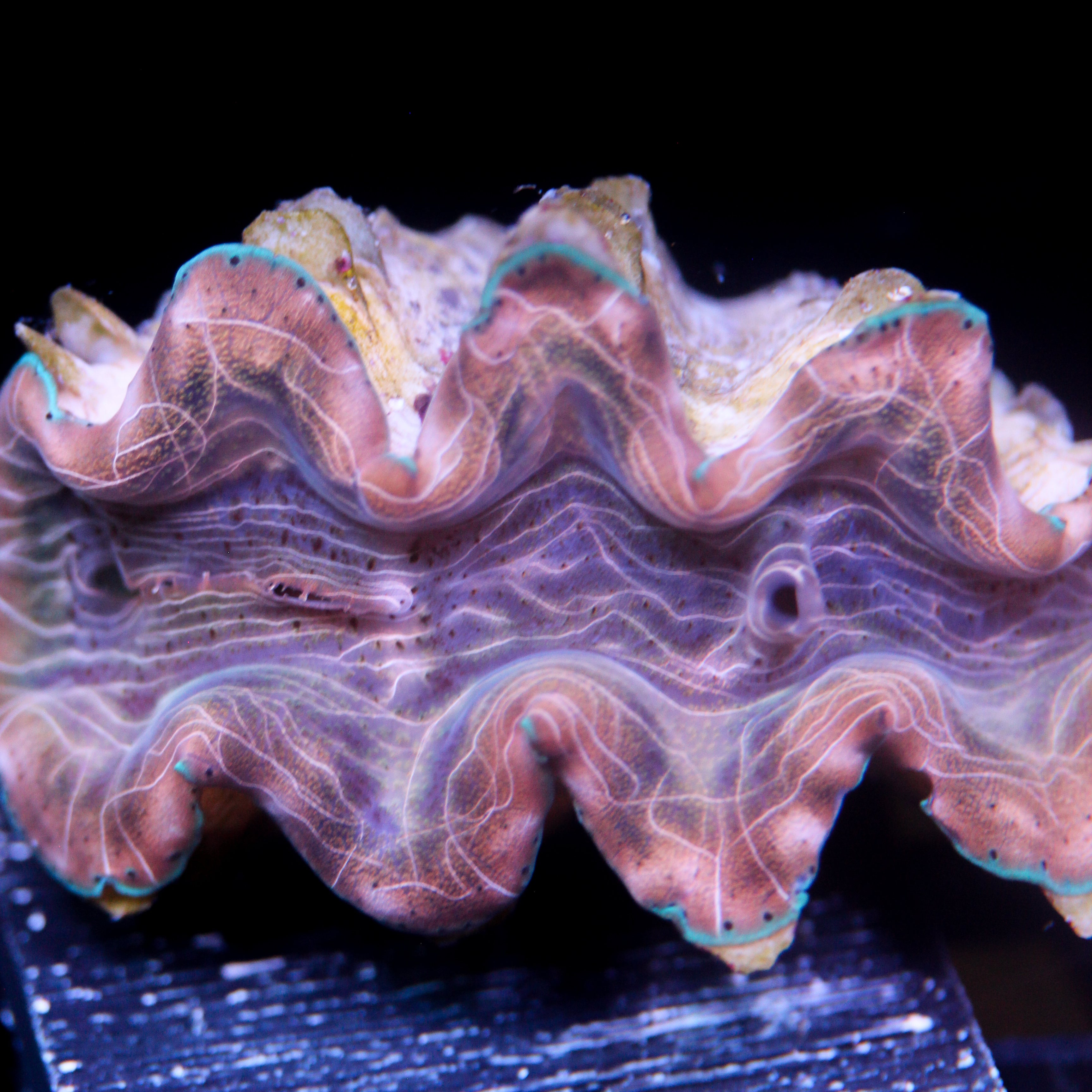 Biota Squamosina Aquacultured