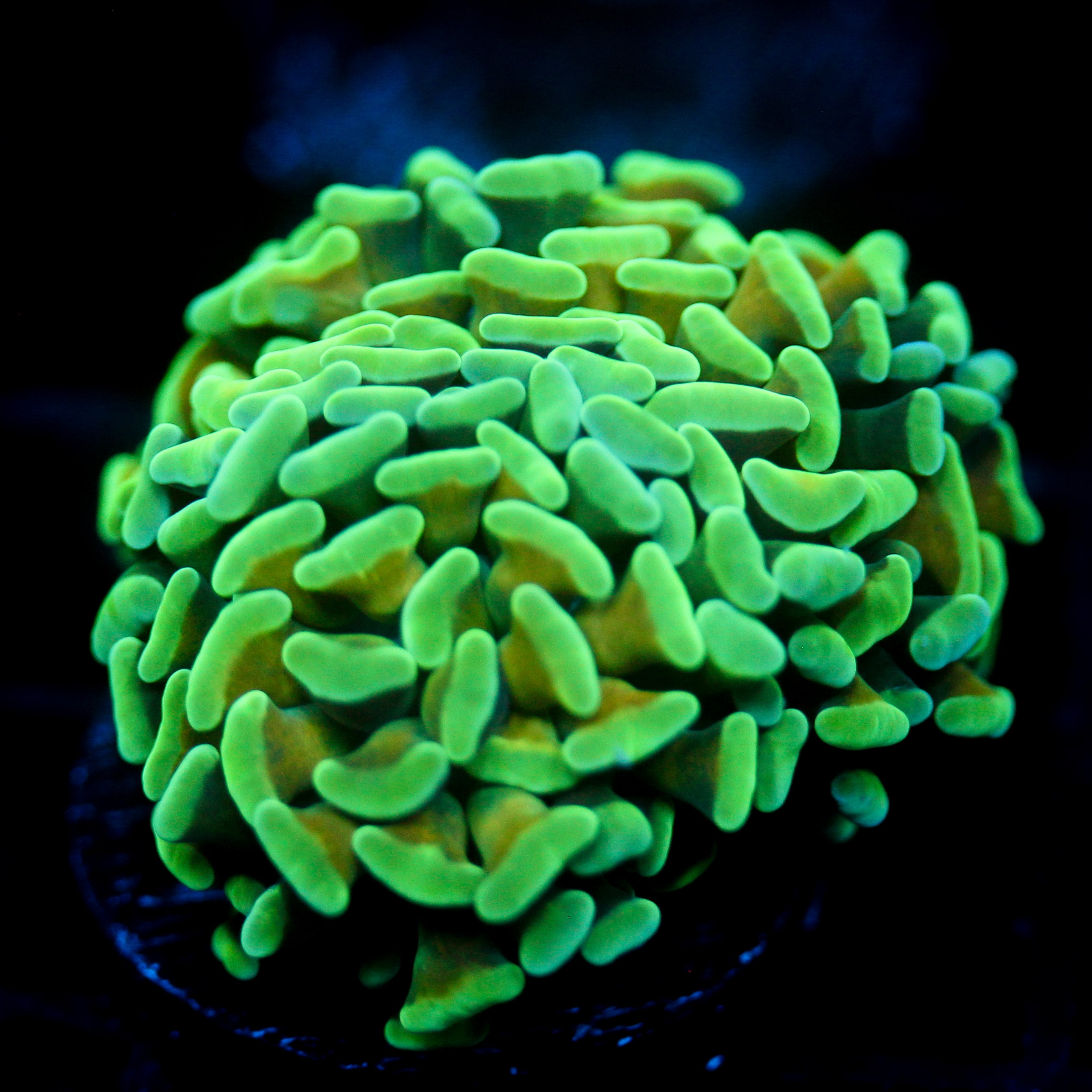 JC Irish Bouquet Hammer