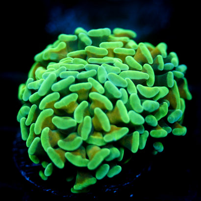 JC Irish Bouquet Hammer