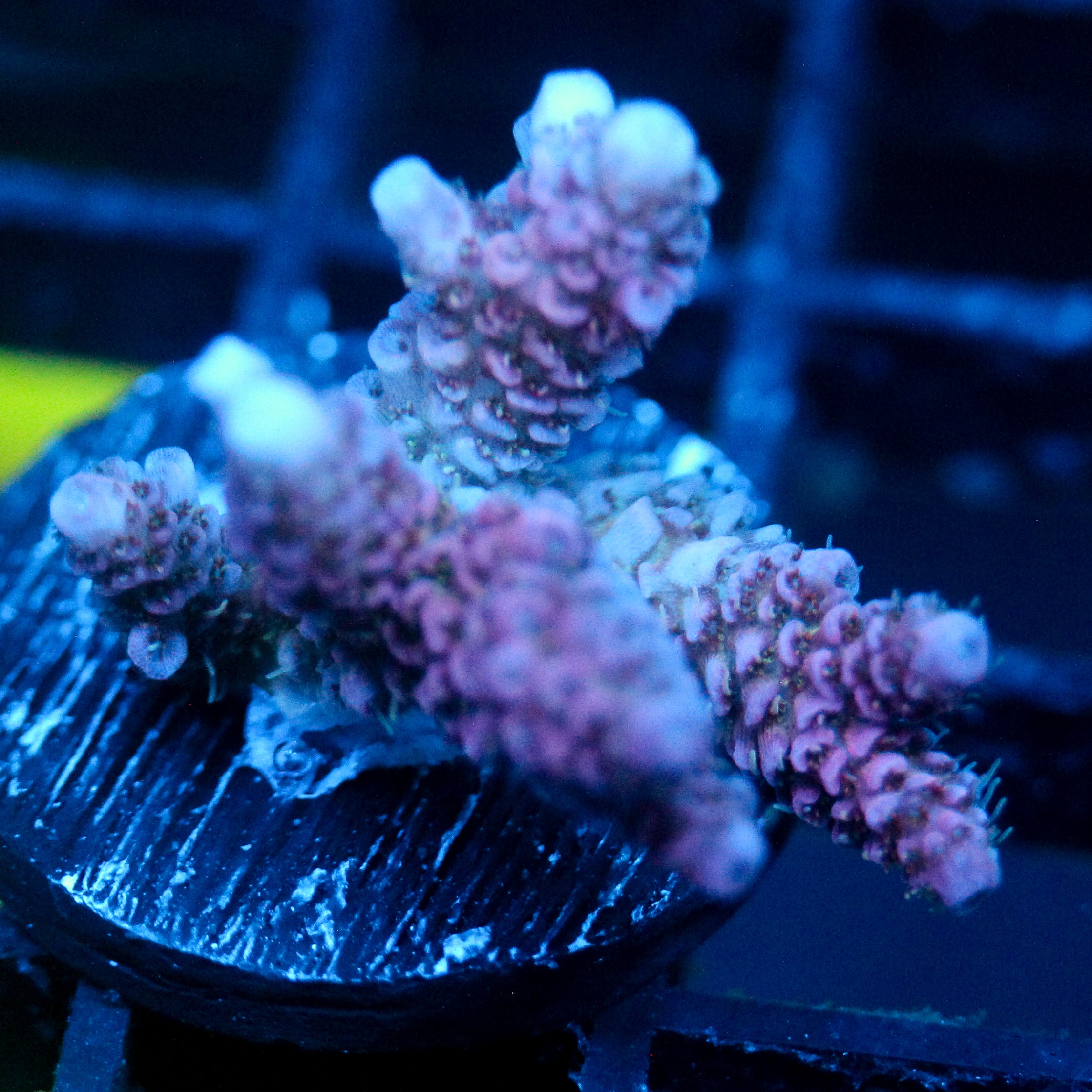 JC Pink Creep