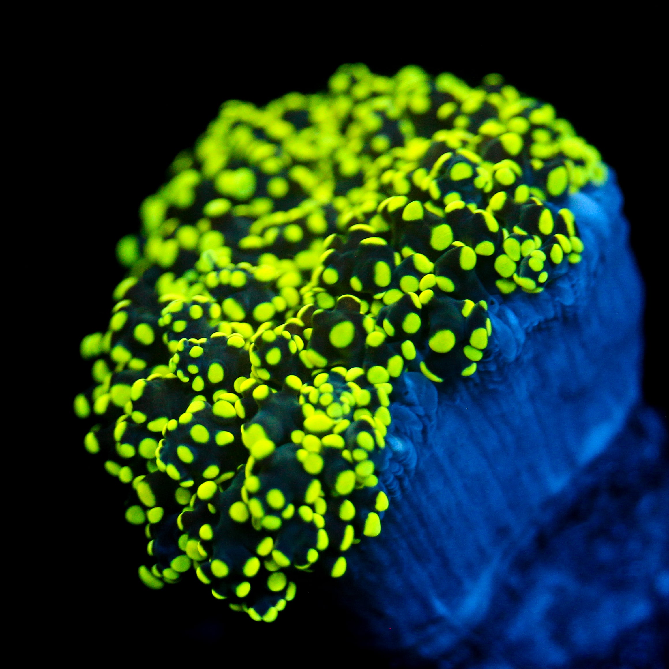 JC Neon Octo