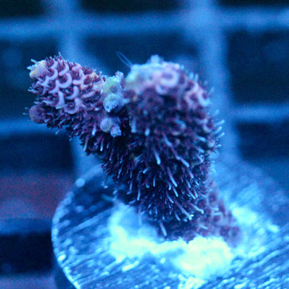 JC Purple Pillars