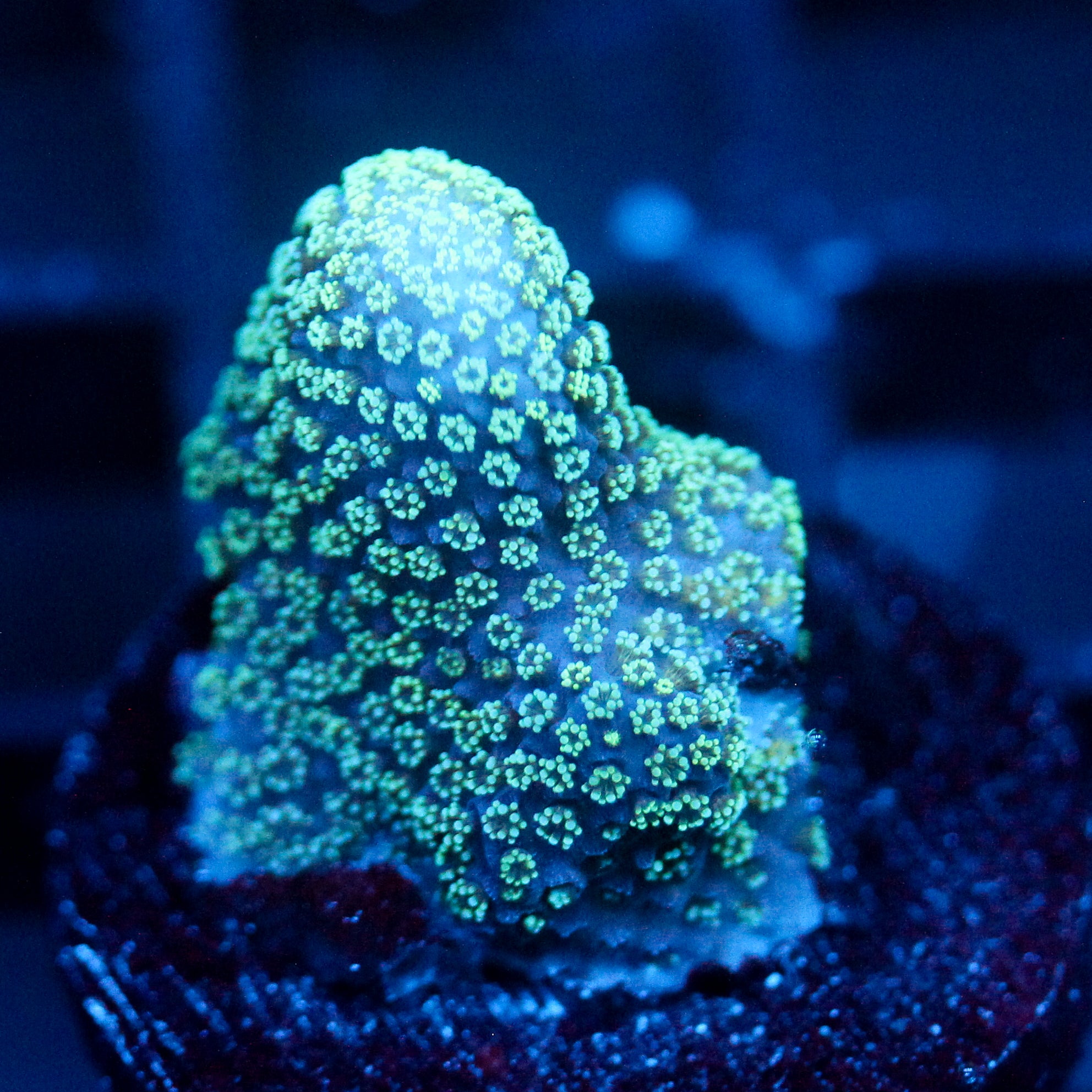 JC Minty Styloporah