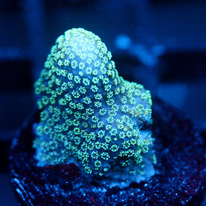 JC Minty Styloporah