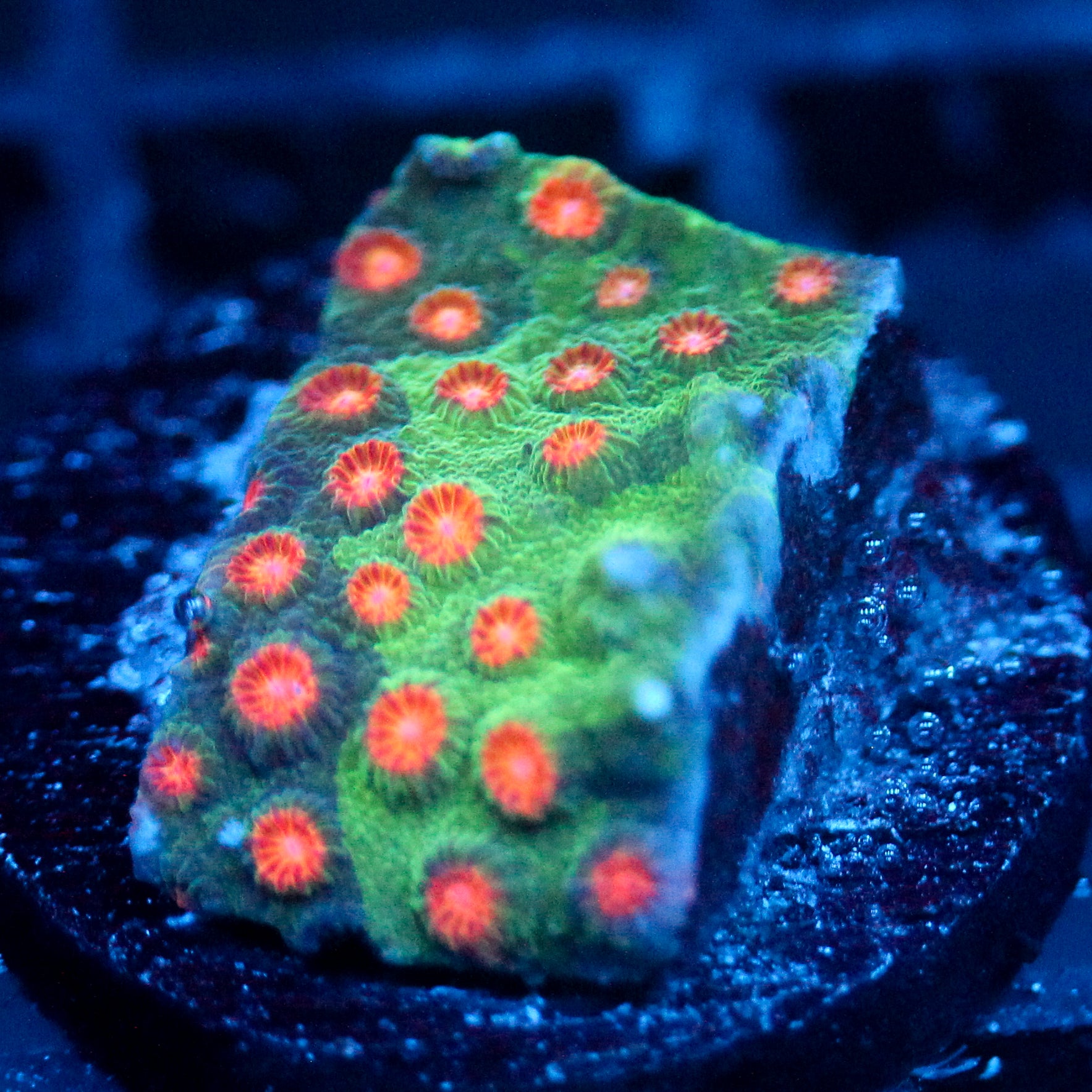 JC Evil Swarm Cyphastrea
