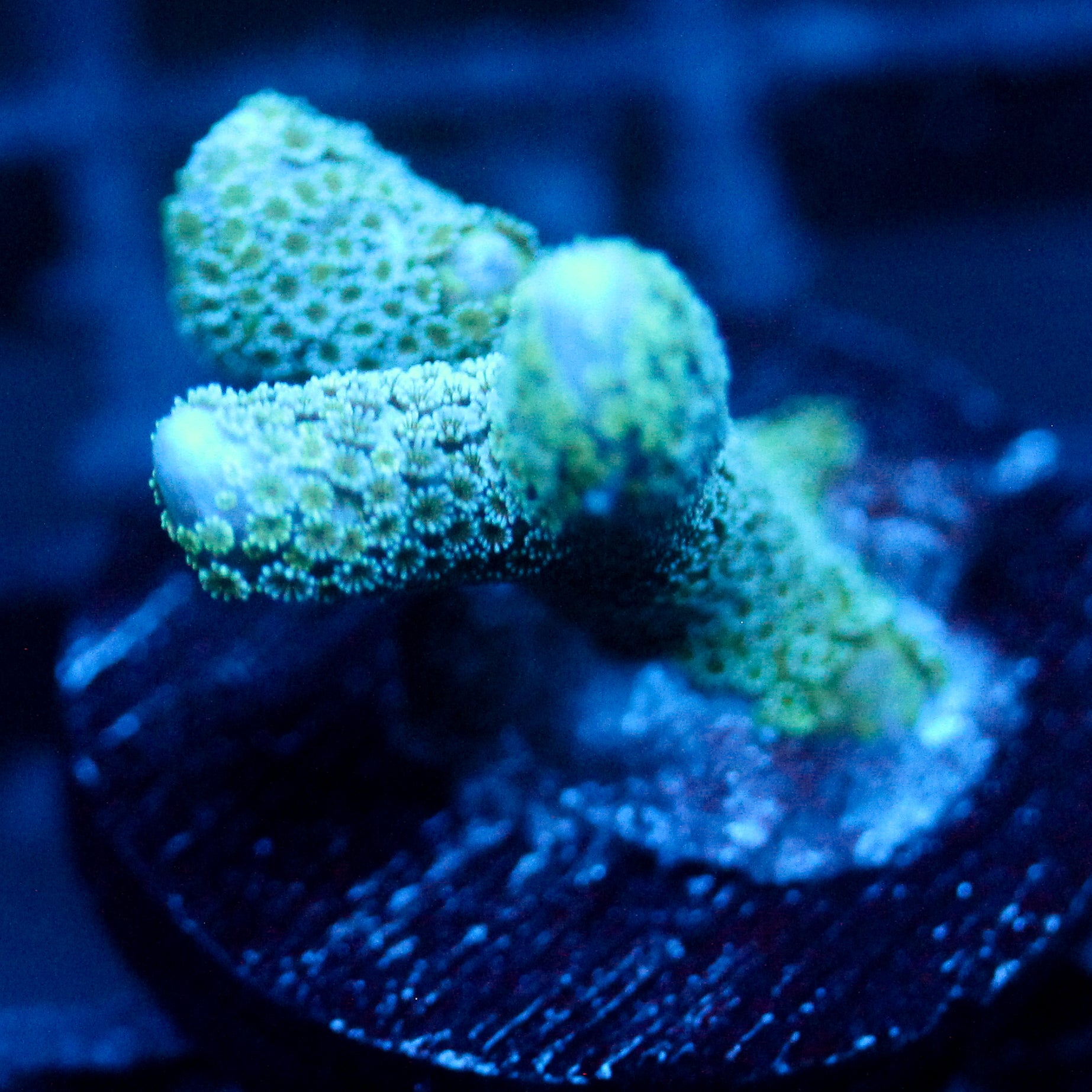 JC Blue Digi Monti