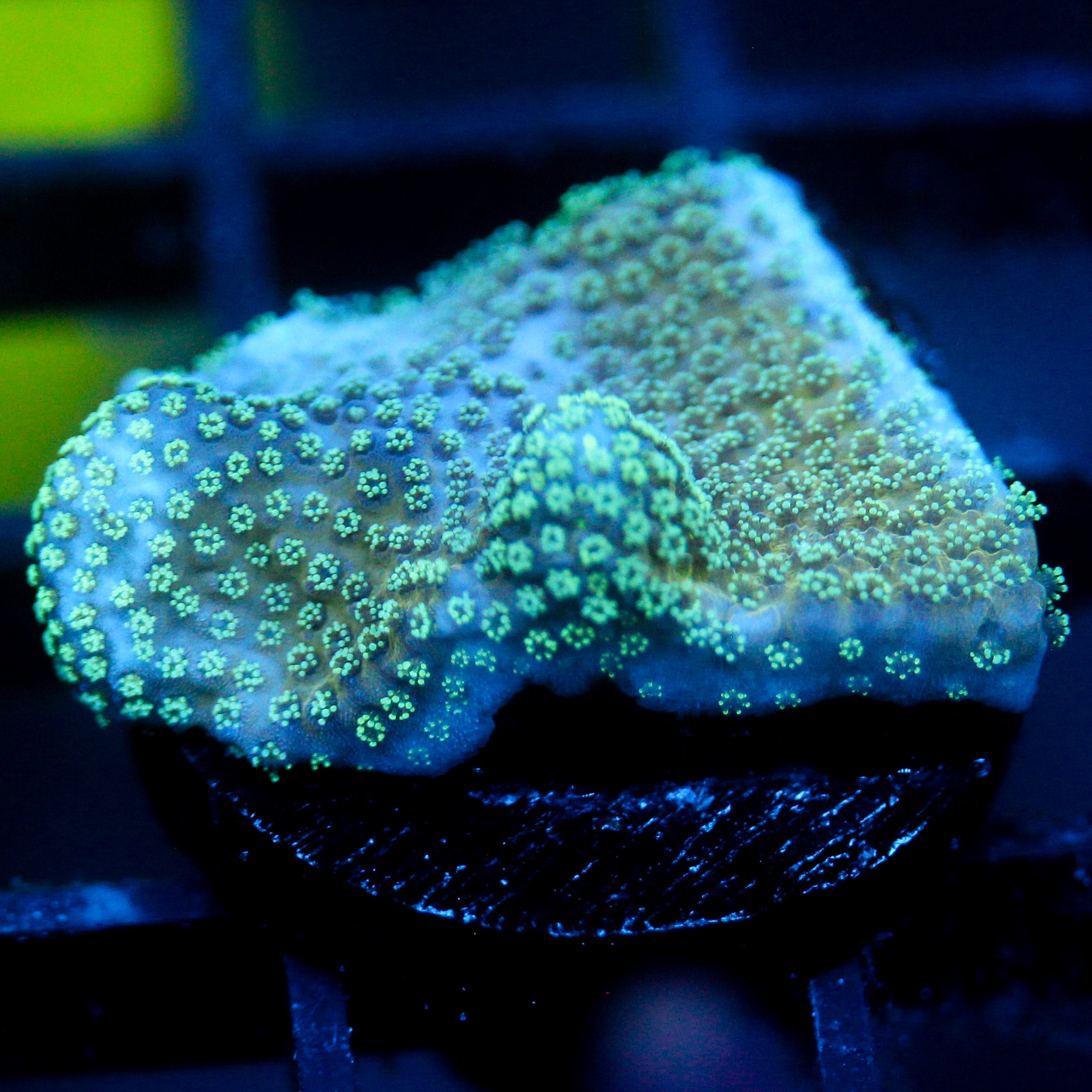 JC Minty Styloporah Side Cut