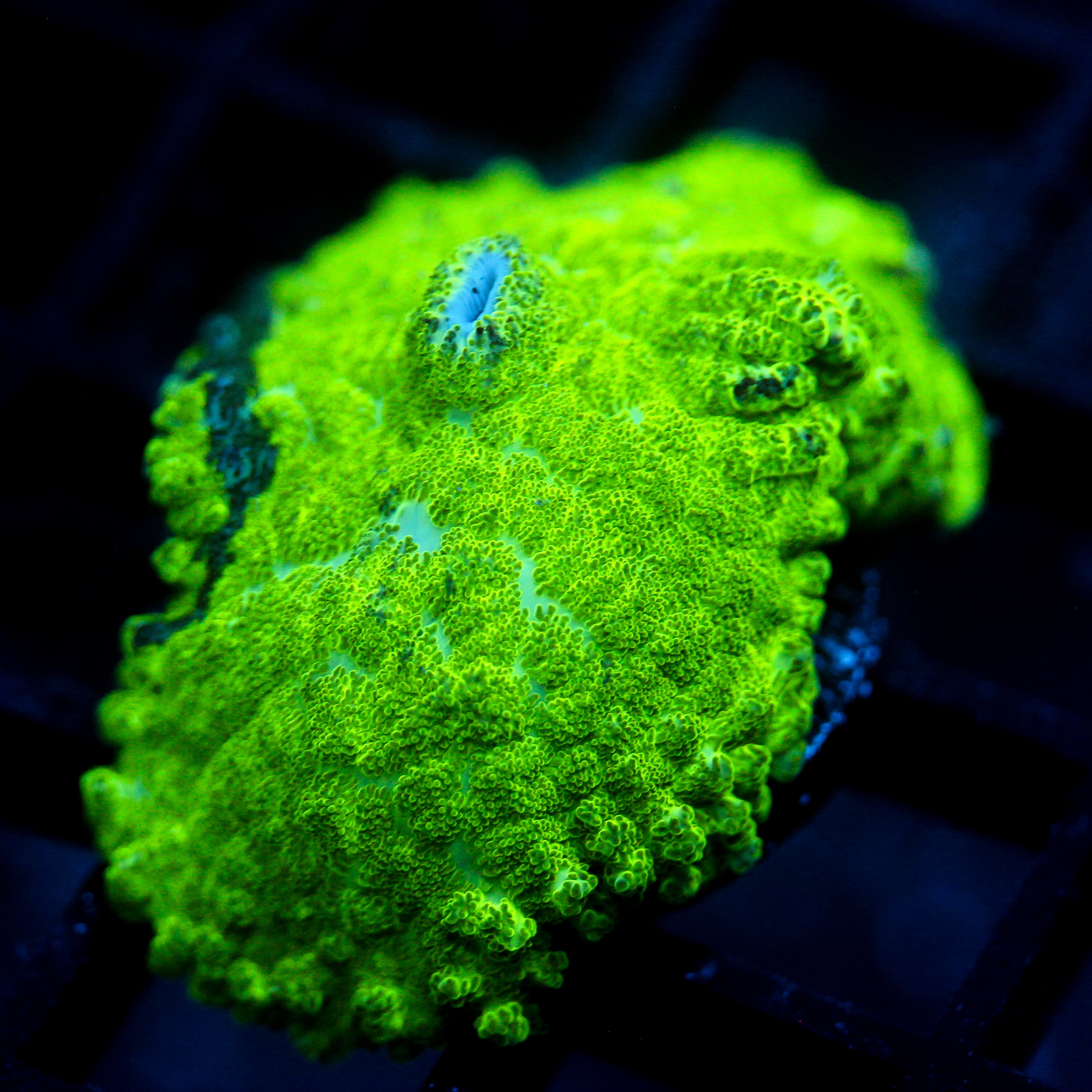 JC Kryptonite Rhodactis