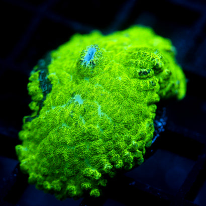 JC Kryptonite Rhodactis