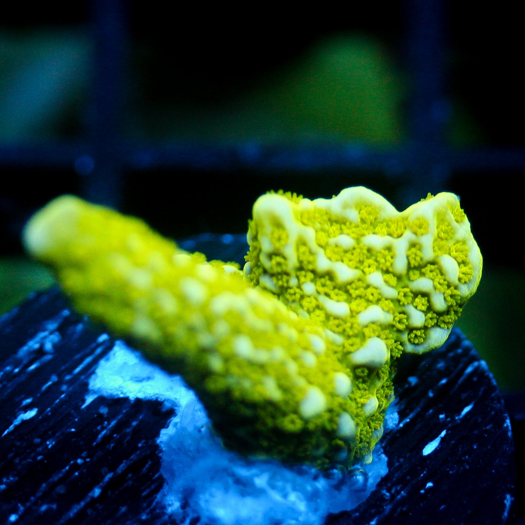 JC Neon Green Digi Monti