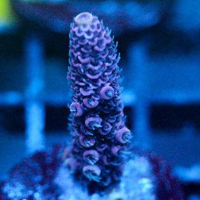 JC Purple Pillars