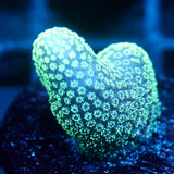 JC Neon Styloporah