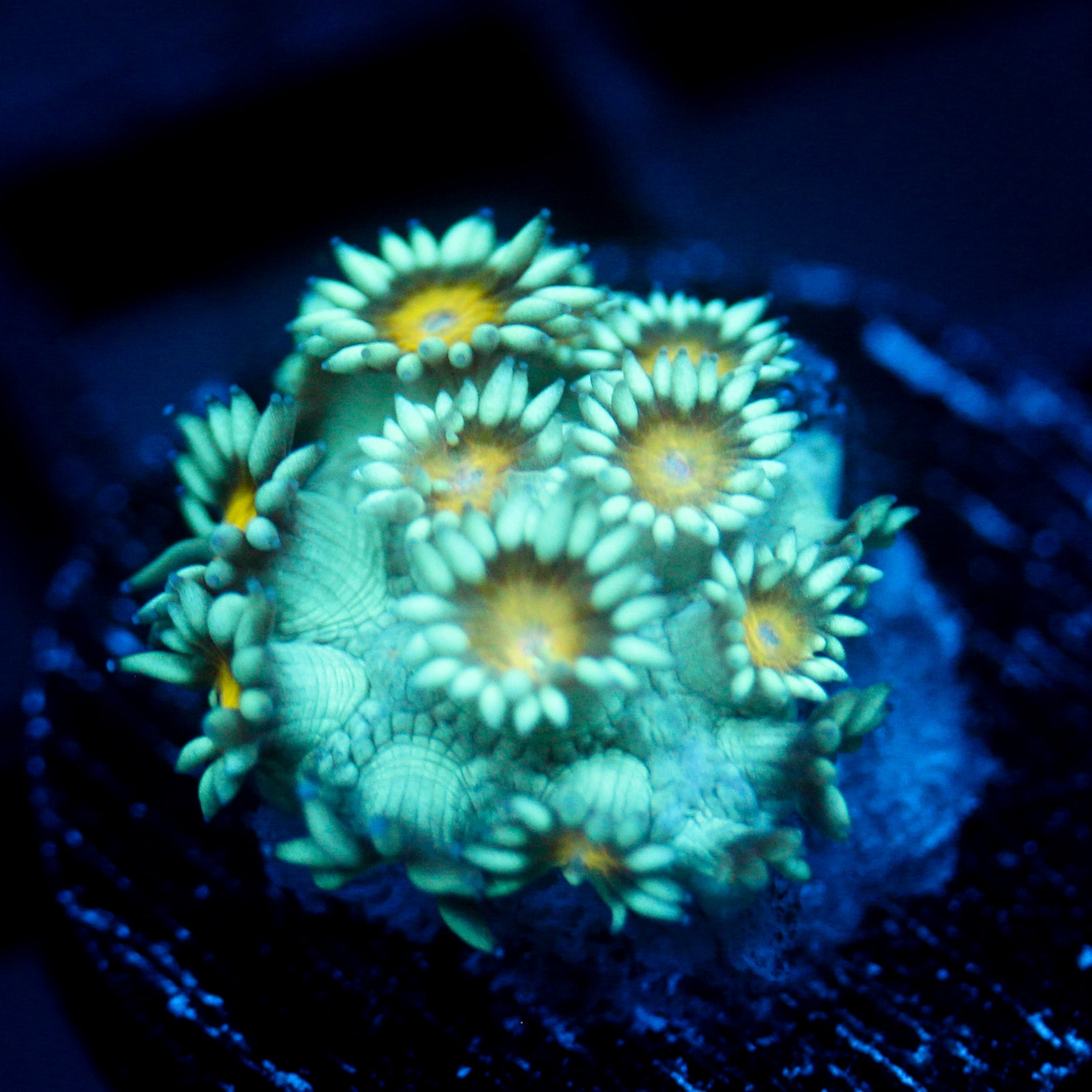 JC Sunflower Goni