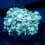 JC Blue Breath Goni